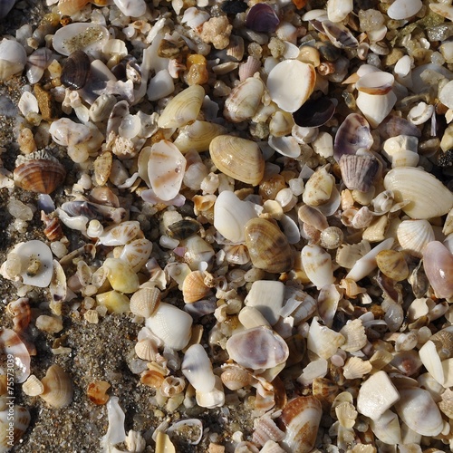 sea shell