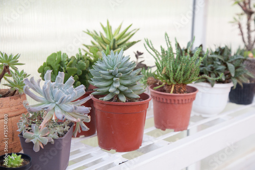 Cactus in a pot