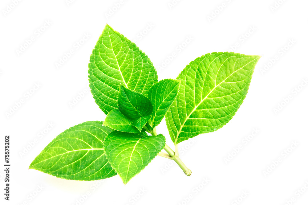 Obraz premium Branch beautiful shape of green leaf