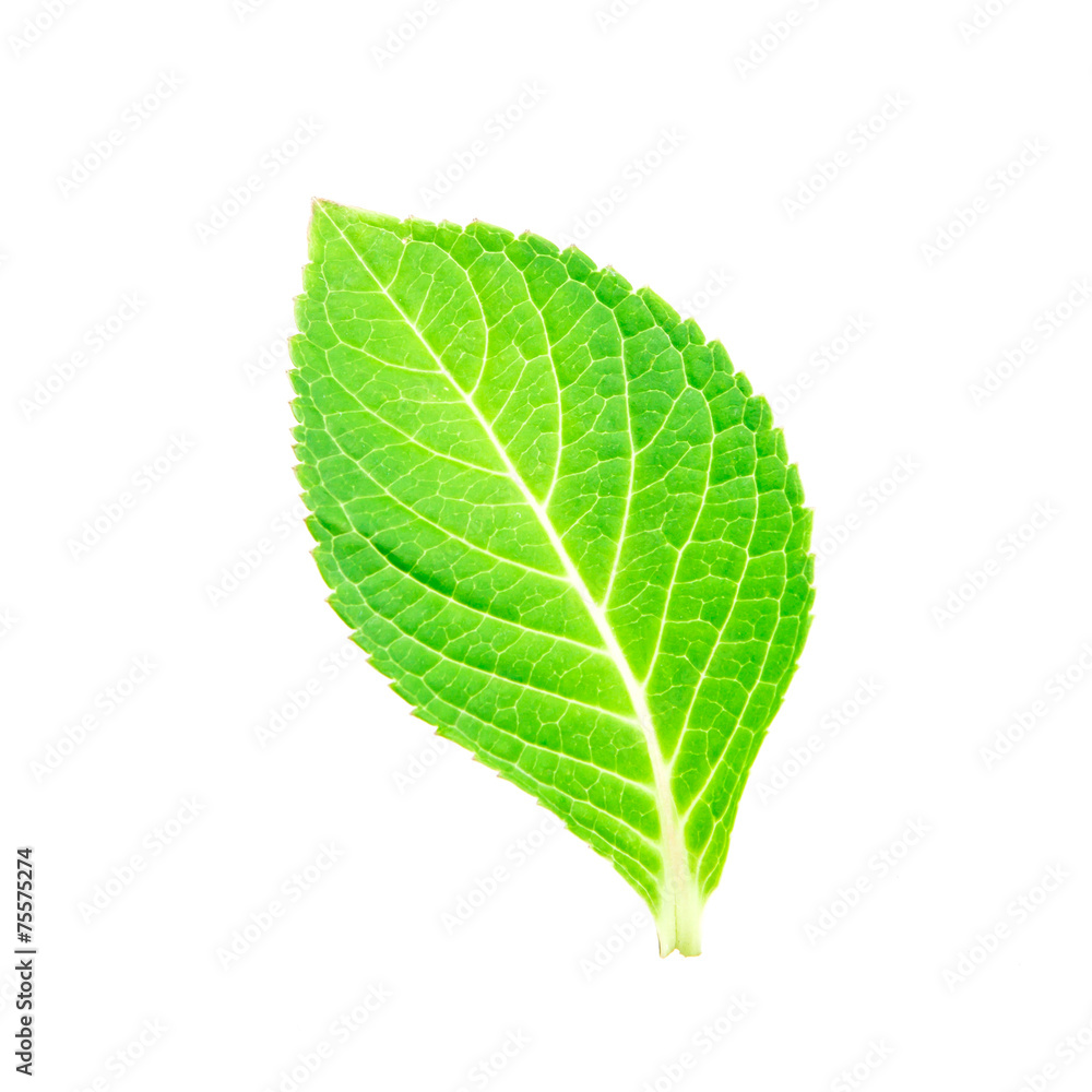 Obraz premium beautiful shape of single green leaf on white background