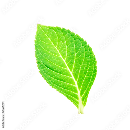 beautiful shape of single green leaf on white background