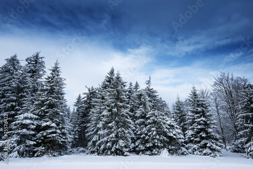 winter landscape © Vera Kuttelvaserova
