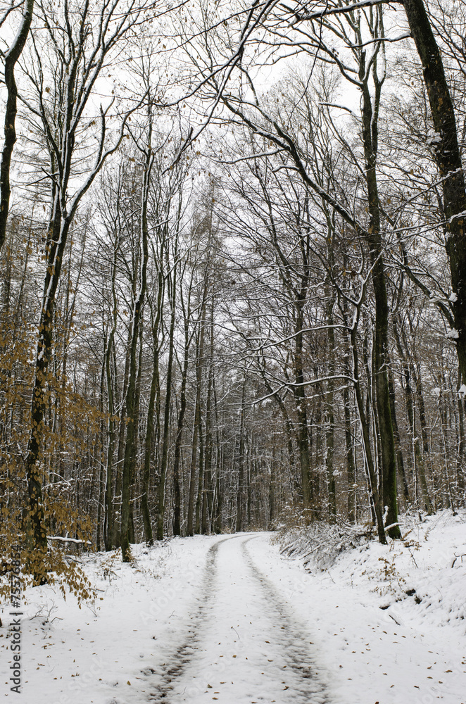 Winterspaziergang im Schnee 13 Winterspaziergang im Schnee 13