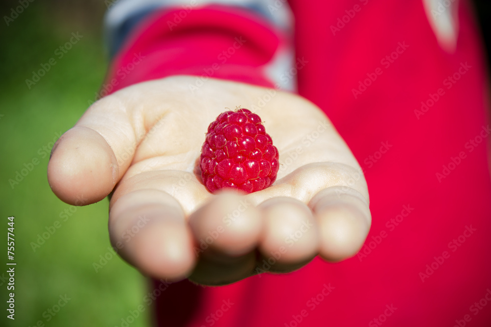 raspberries on the hand raspberries on the hand