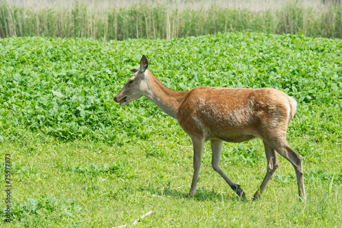 Fototapeta Naklejka Na Ścianę i Meble -  Female deer in nature