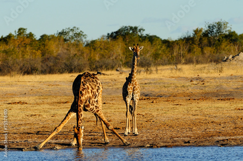 Canvas Print Giraffes drinking
