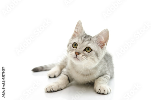 Cute silver kitten