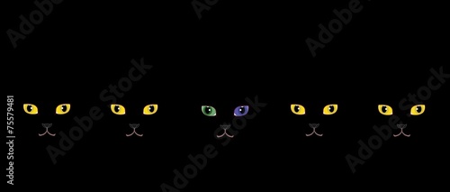 黄色い目の黒猫とオッドアイの黒猫