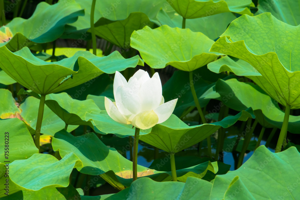 Lotus Lotus