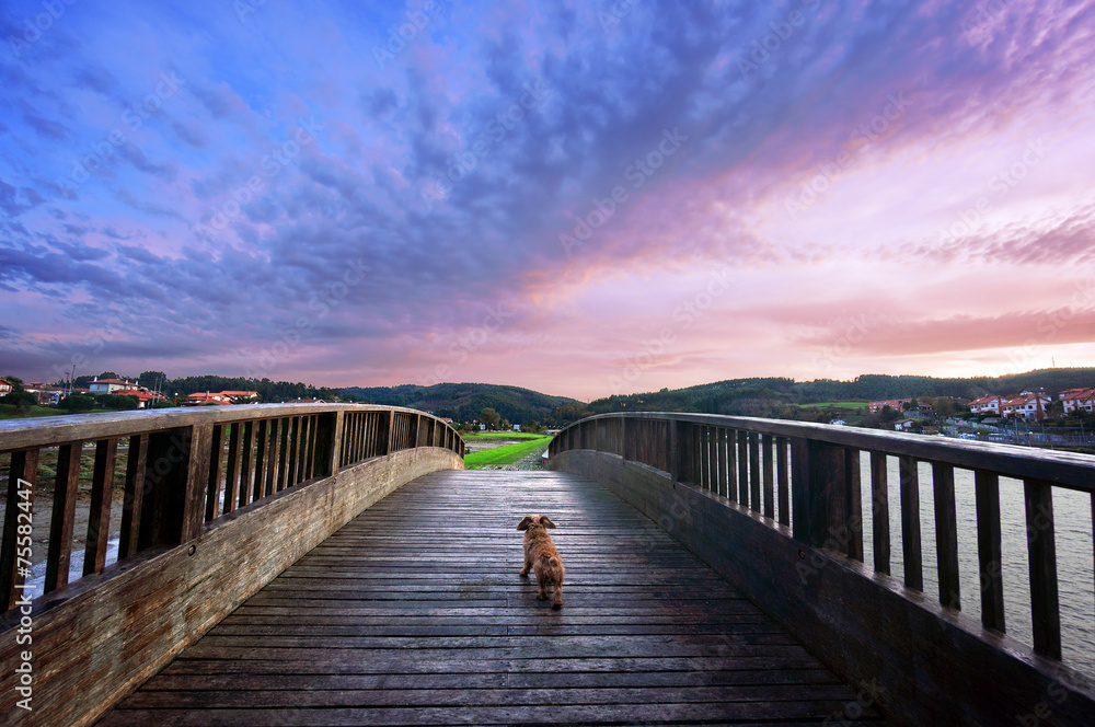 Fototapeta premium dog in a bridge
