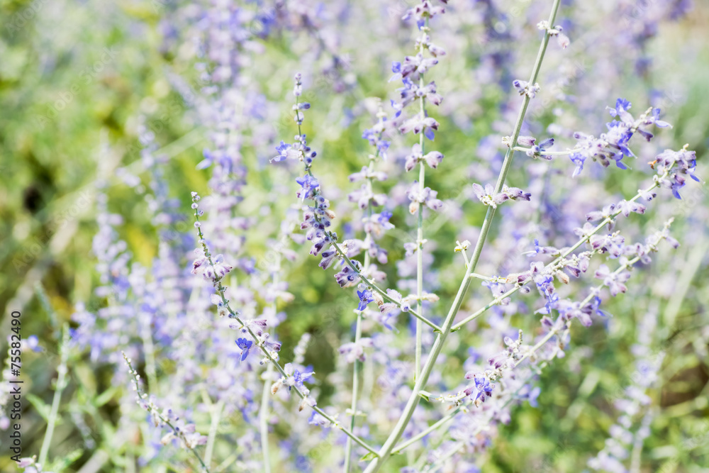 Obraz premium Peroskia striplicifolia, LABIATAE, Pakistan