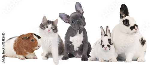 Fototapeta Naklejka Na Ścianę i Meble -  Haustiergruppe