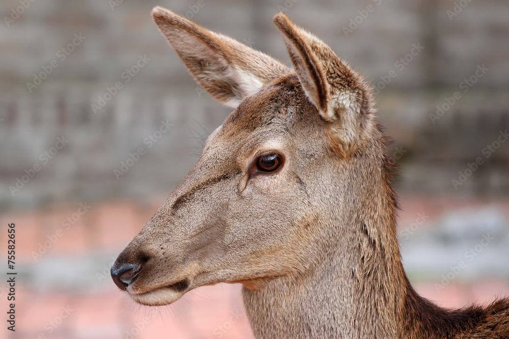 Fototapeta premium Deer