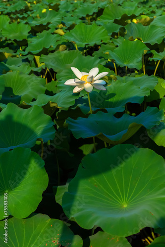 Lotus pond