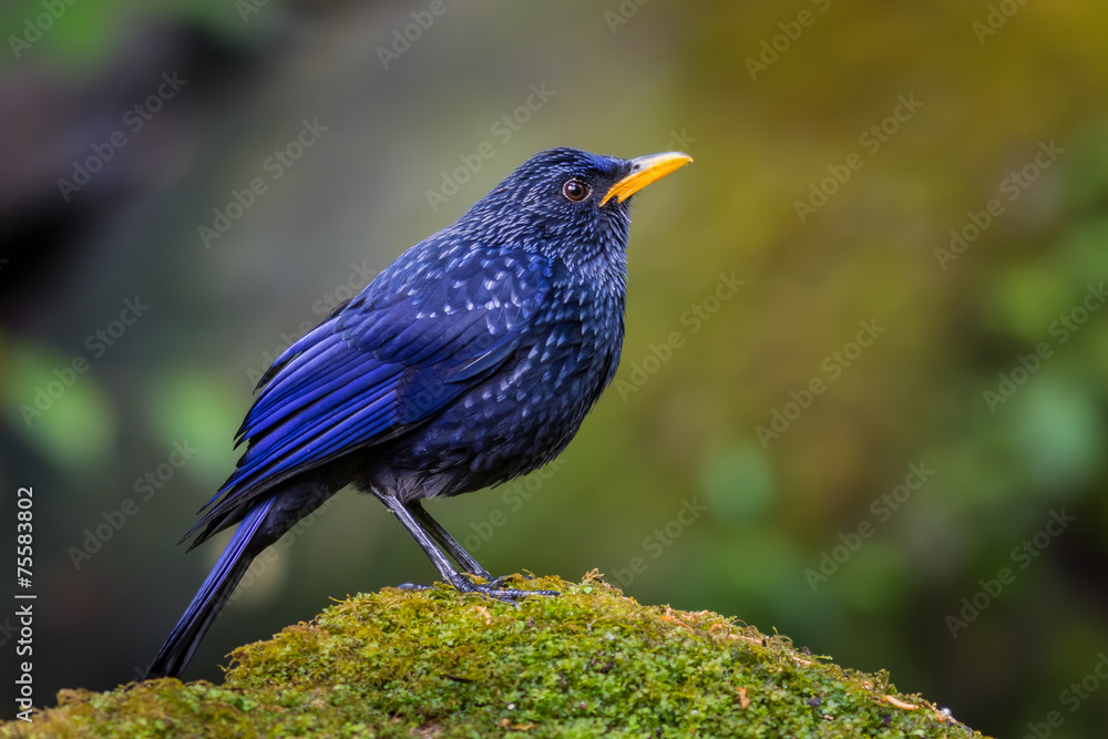 Fototapeta premium Backside of Blue Whistlingthrush(Myophonus caeruleus) in nature