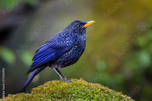 Backside of Blue Whistlingthrush(Myophonus caeruleus) in nature photo