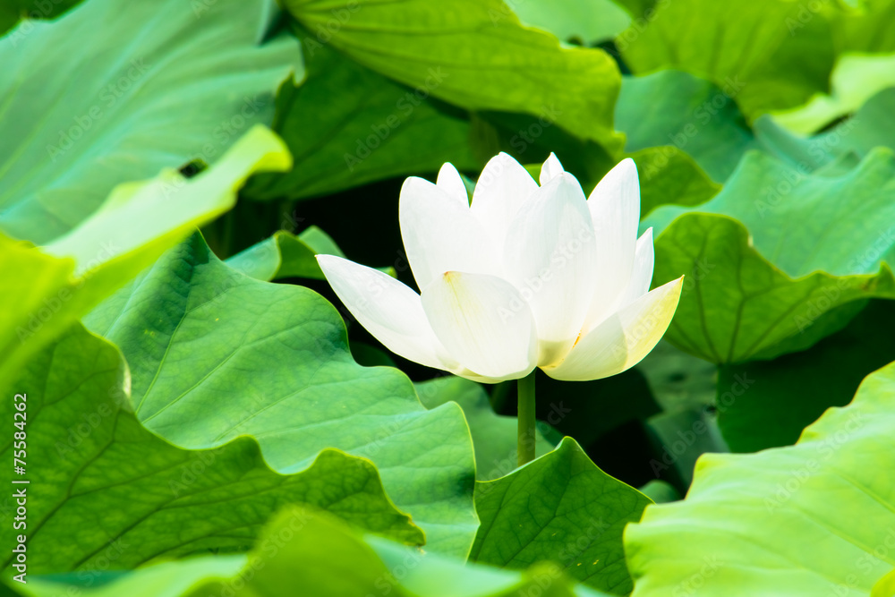 Obraz premium White lotus flower
