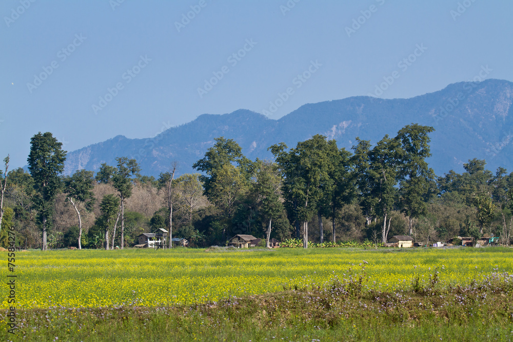 Obraz premium Remote area in Terai, Bardia, Nepal