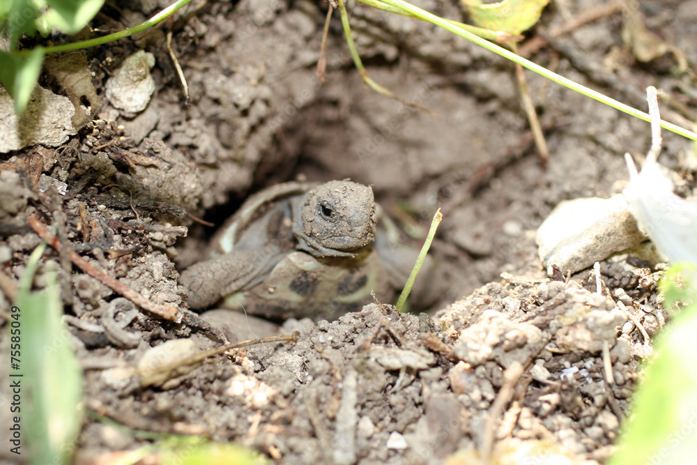 Fototapeta premium Tartaruga
