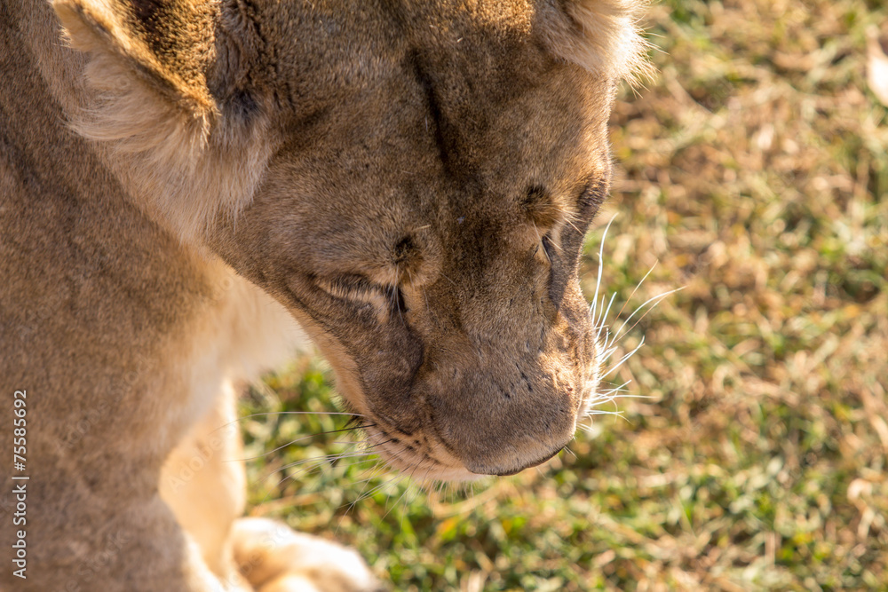 Fototapeta premium Female Lion