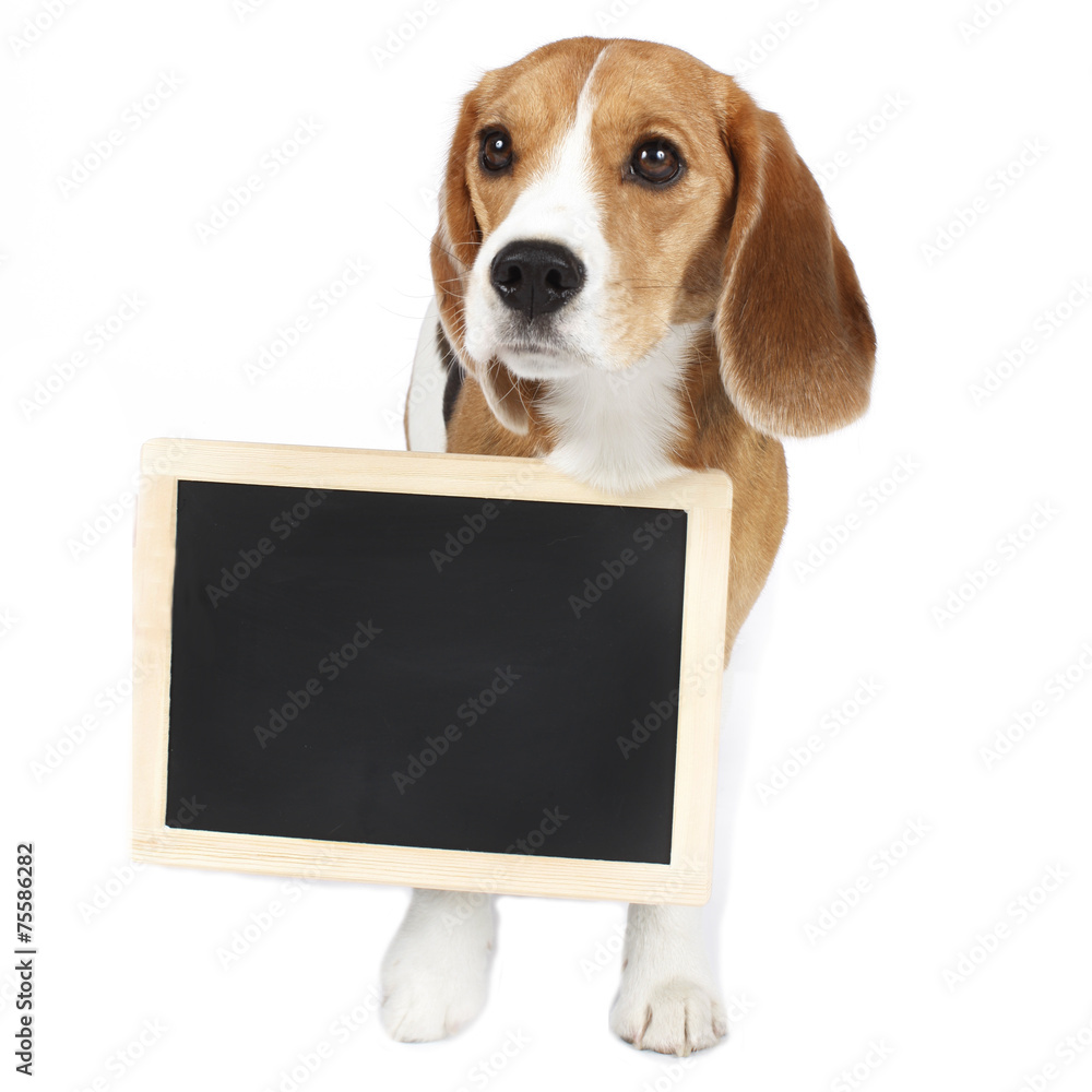 Niedlicher Beagle mit Tafel