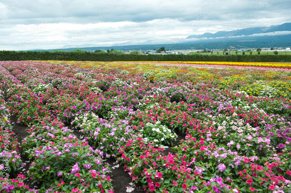 landscape of countryside  in Japan