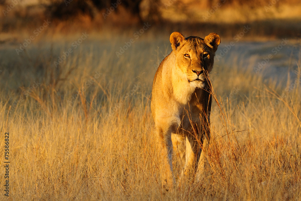 Lioness standing in the dry grass Lioness standing in the dry grass