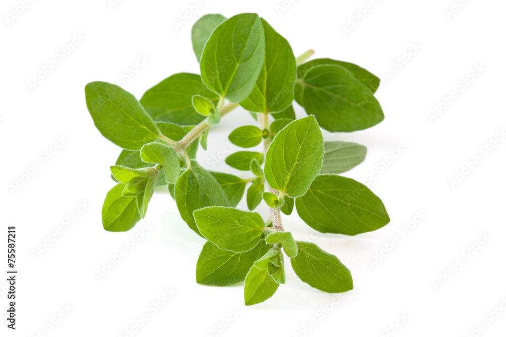 Fresh oregano. Fresh oregano.