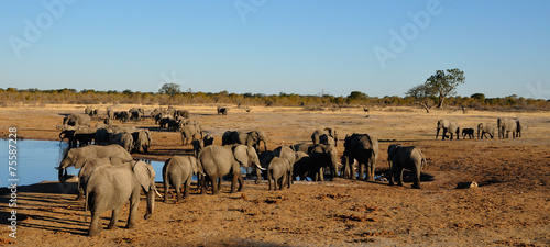 Photography Herds of elephants at a waterhole