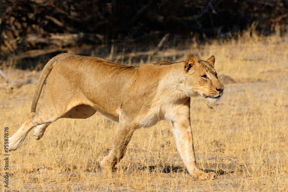 Lioness charging Lioness charging