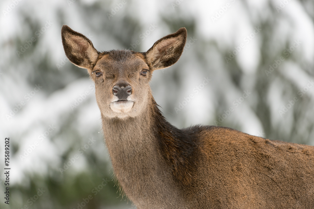 Rothirsch, Red deer, Cervus elaphus