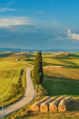Cypress on the road in the middle of the Tuscan countryside on a