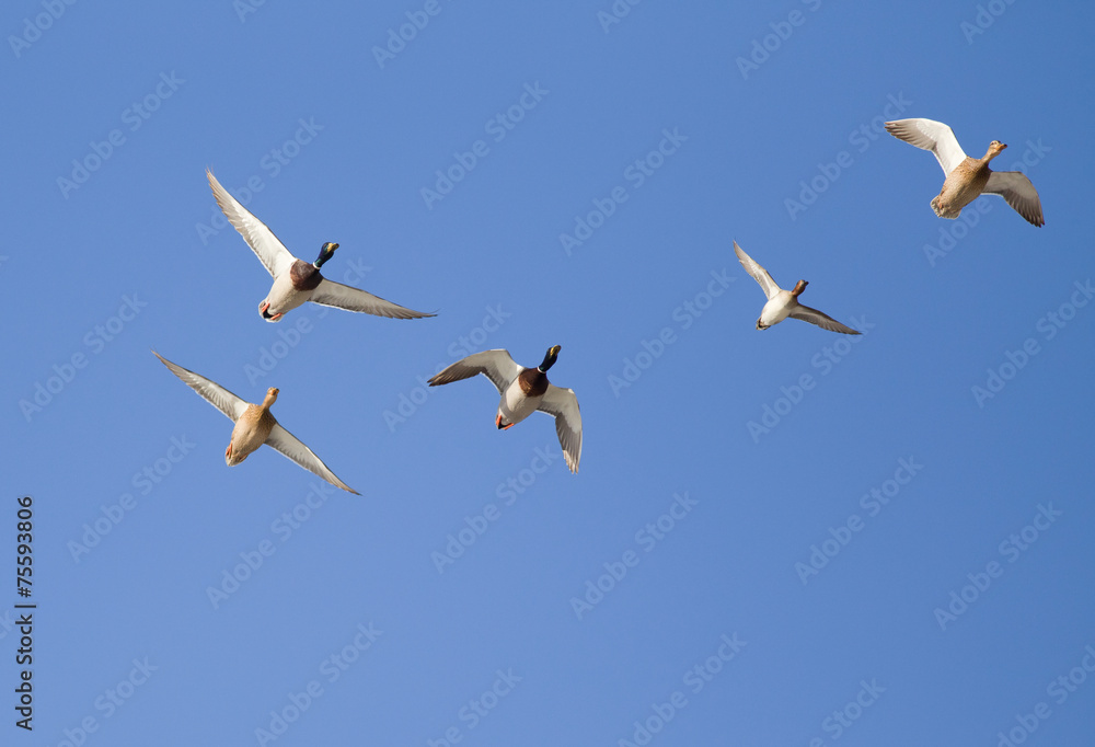 Wild ducks flying