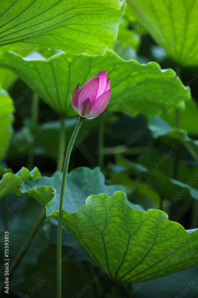 fresh lotus in the pond