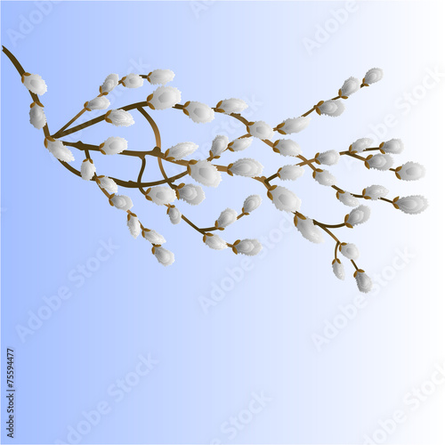 Pussy willow branch spring background place for text vector