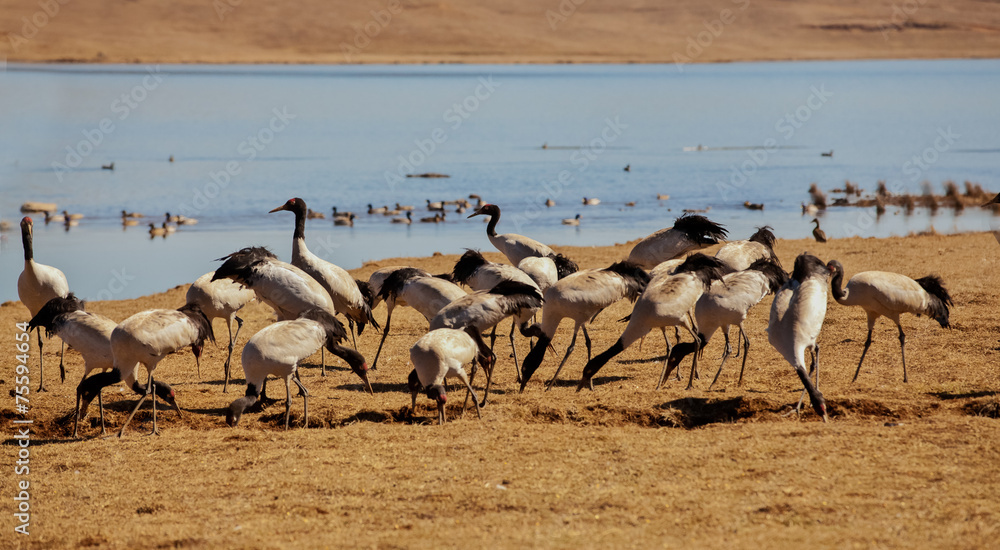 Naklejka premium Grus japonensis