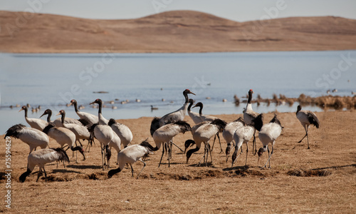 Grus japonensis