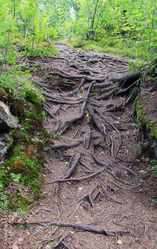 Roots of trees