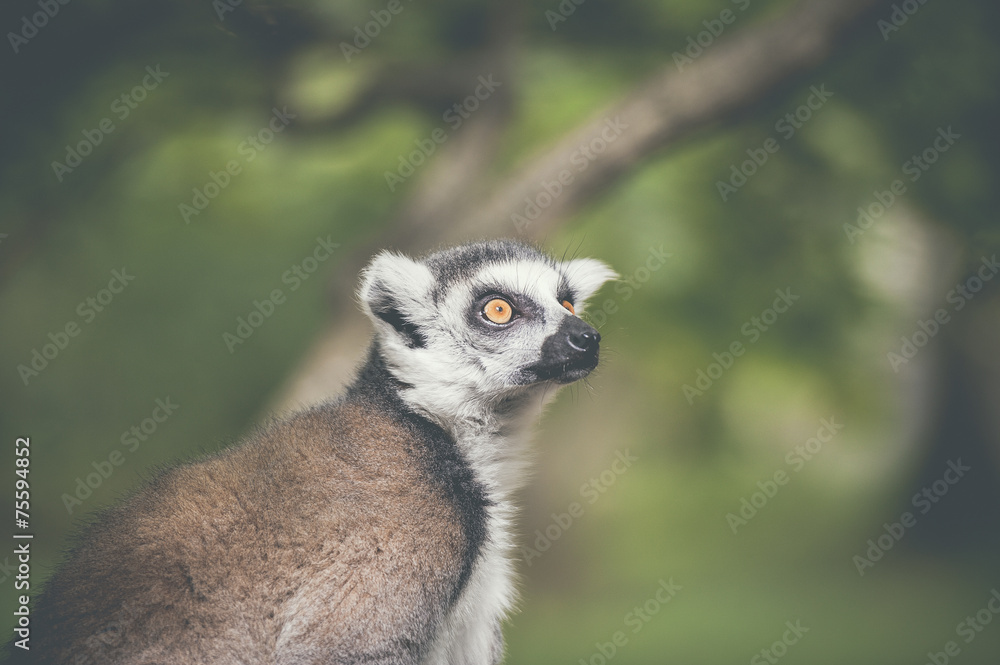 Fototapeta premium Lémurien maki catta