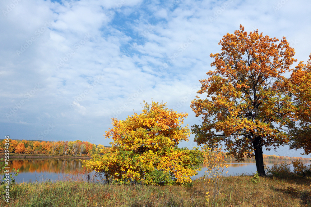 golden autumn