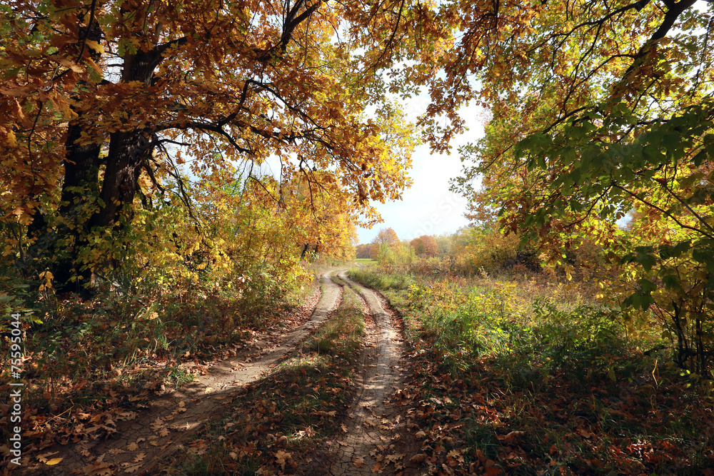 Naklejka premium dirt road in an oak grov