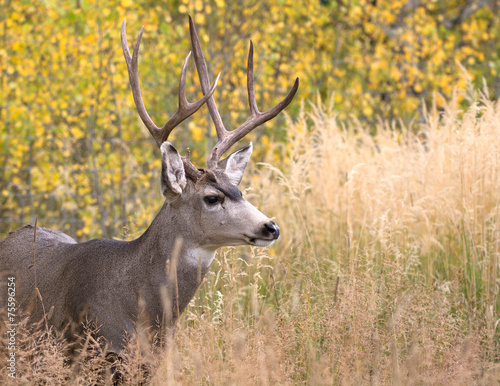 Mule deer in aspen