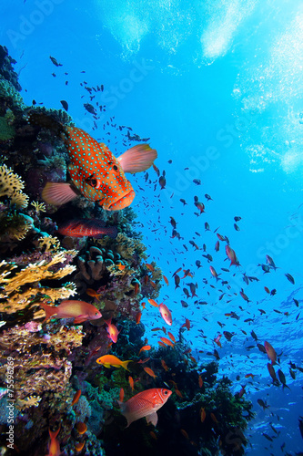 Photo of a coral colony, Red Sea. #75596269
