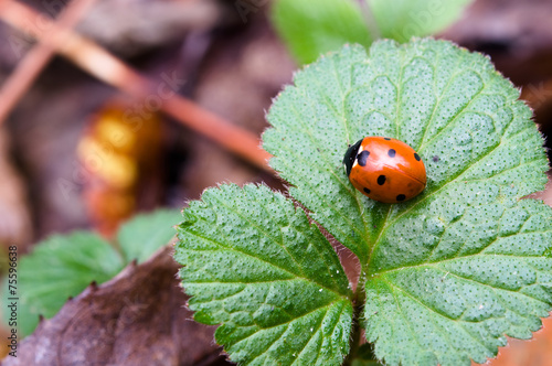 ladybug on the strawberry leaf