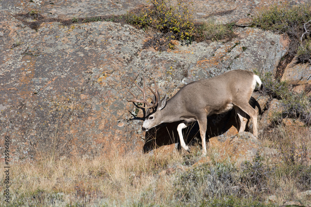 Fototapeta premium Mule deer on hillside