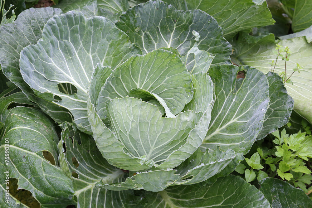 Chinese cabbage Chinese cabbage