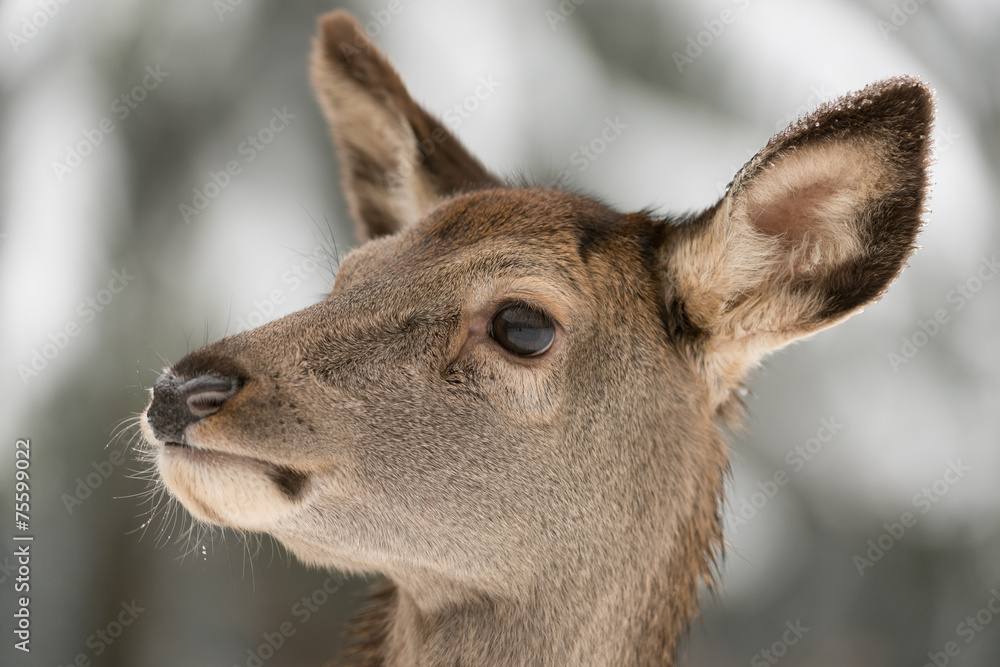 Rothirsch, Red deer, Cervus elaphus Rothirsch, Red deer, Cervus elaphus