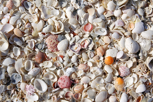 Collection of Beach Seashells Background