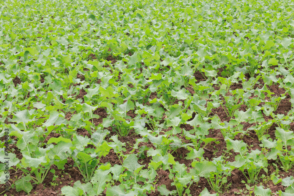 vegetable field vegetable field