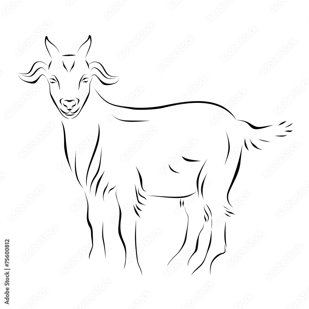 Goat Ink Line Art